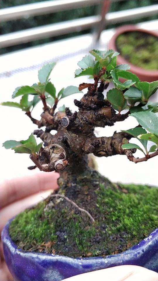 长寿梅下山桩树干上有白点 怎么办 图片