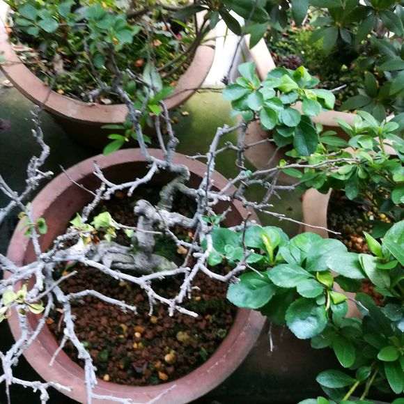 为什么长寿梅下山桩也不好求救 图片