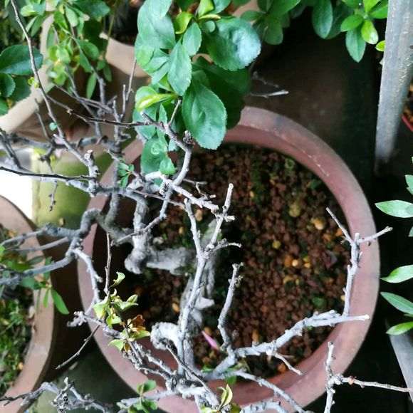 为什么长寿梅下山桩也不好求救 图片