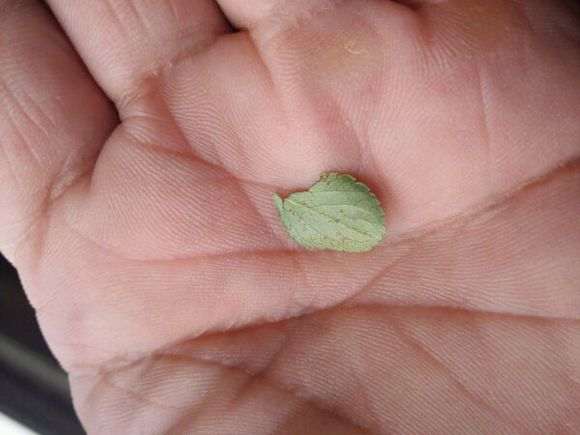 长寿梅下山桩有锈斑 怎么办 图片