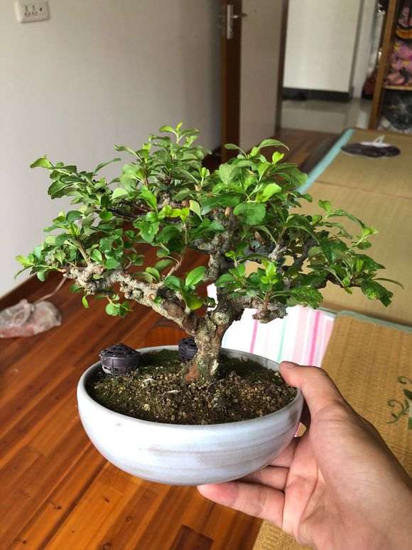 长寿梅下山桩 价格3500元 贵吗 图片