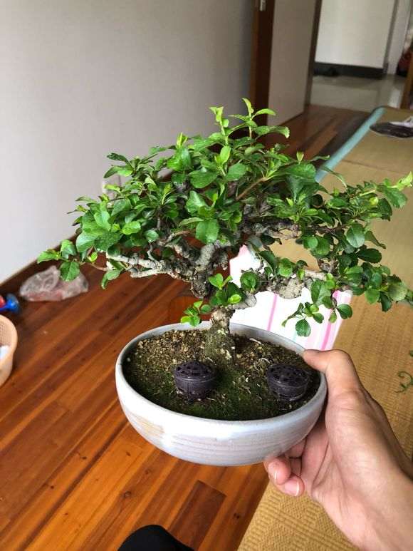 长寿梅下山桩 价格3500元 贵吗 图片