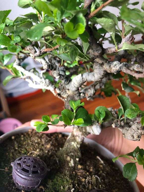 长寿梅下山桩 价格3500元 贵吗 图片