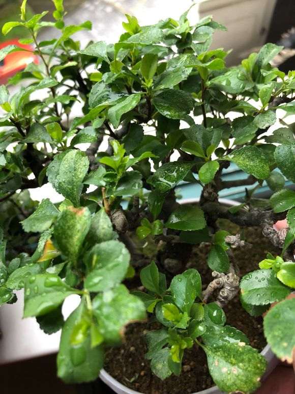 长寿梅下山桩 价格3500元 贵吗 图片