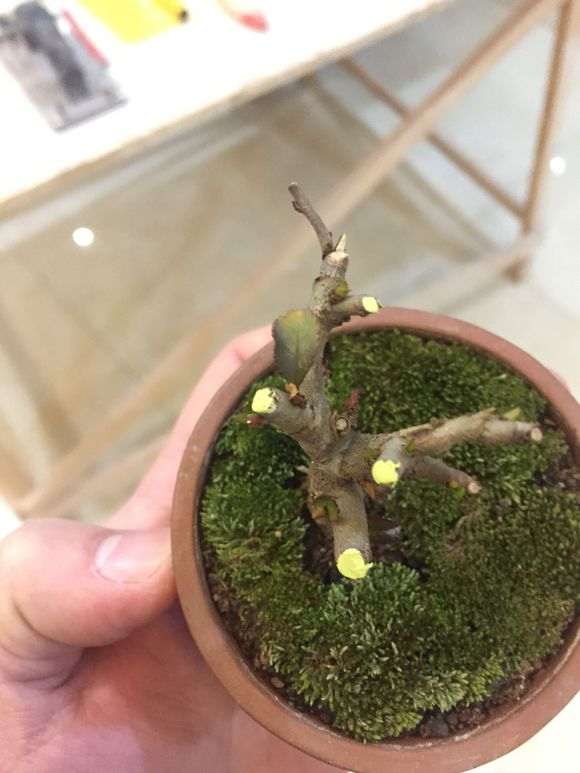 长寿梅下山桩新发的叶子颜色很深 图片