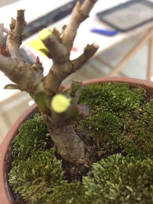 长寿梅下山桩新发的叶子颜色很深 图片