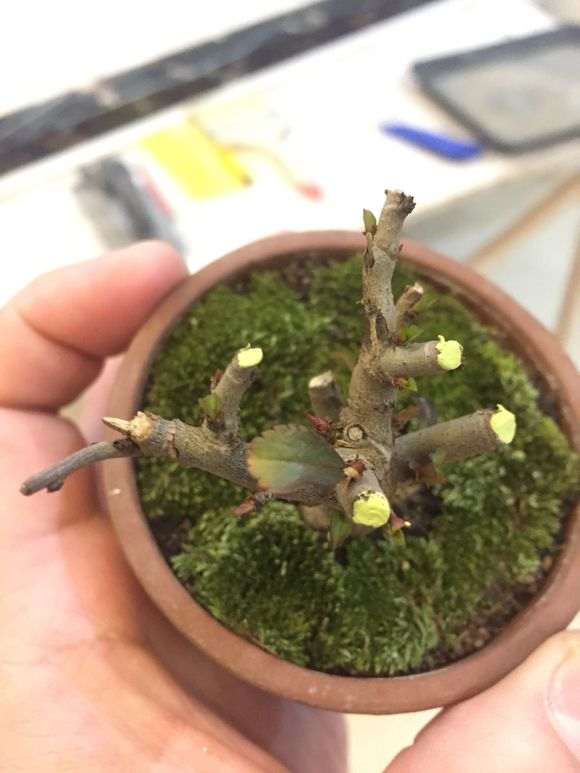 长寿梅下山桩用什么土种植 最好 图片