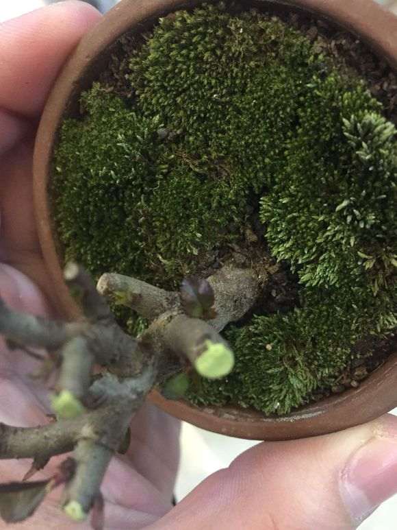 长寿梅下山桩用什么土种植 最好 图片