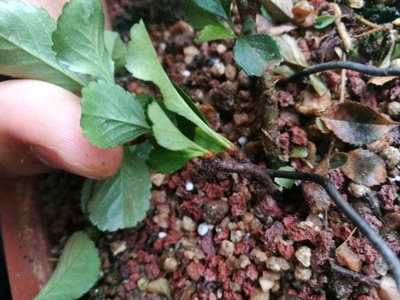 长寿梅下山桩爱生虫 怎么办 图片