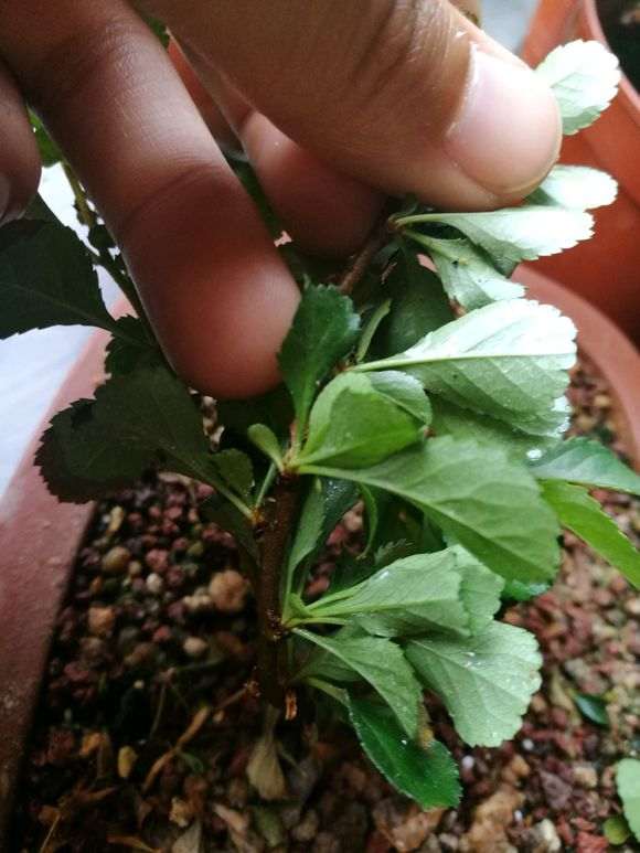 长寿梅下山桩爱生虫 怎么办 图片