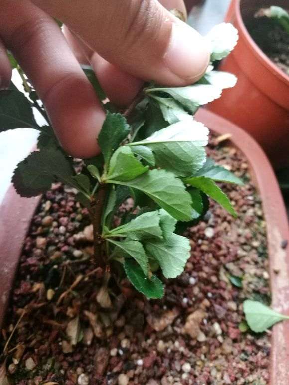 长寿梅下山桩爱生虫 怎么办 图片