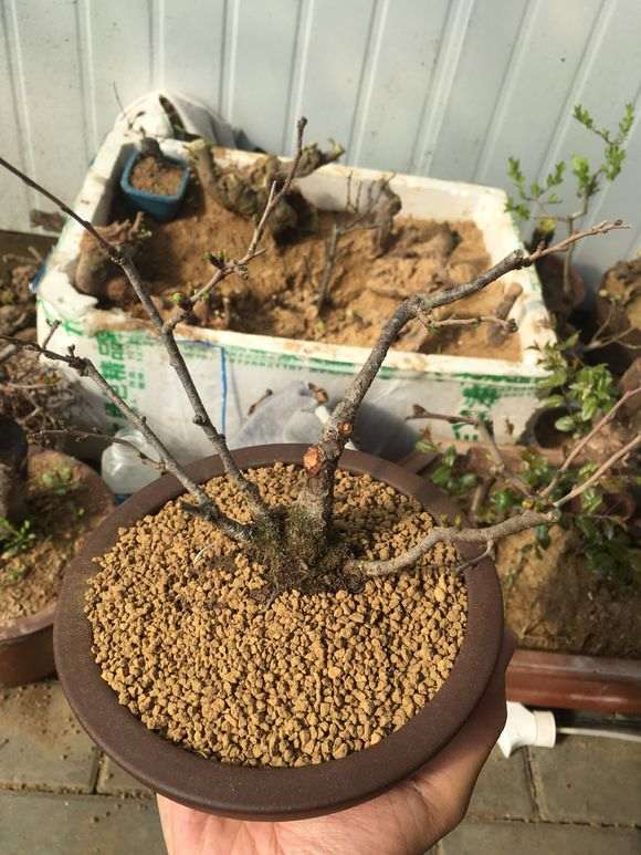 长寿梅下山桩虫子有没有害处 图片