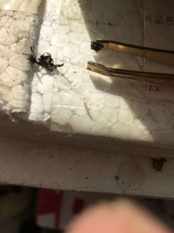 长寿梅下山桩虫子有没有害处 图片
