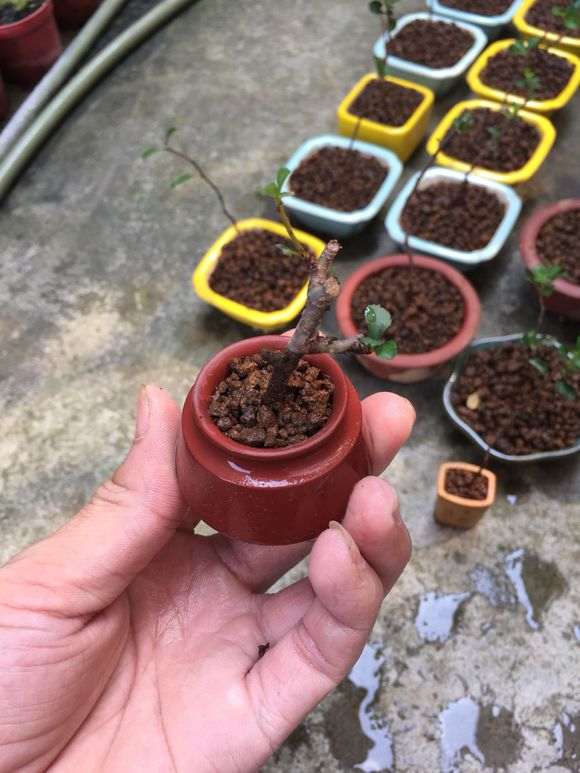 长寿梅下山桩扦插一月多生根了 图片