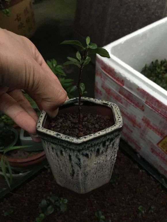 长寿梅下山桩扦插一月多生根了 图片
