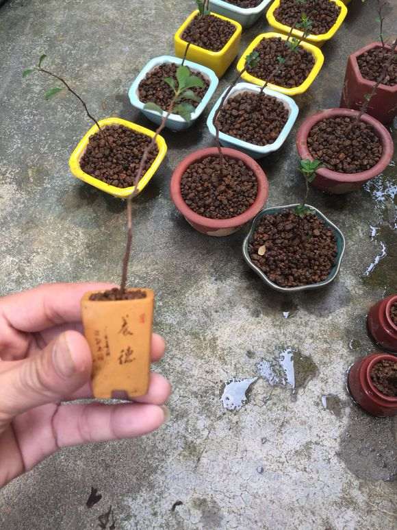 长寿梅下山桩扦插一月多生根了 图片