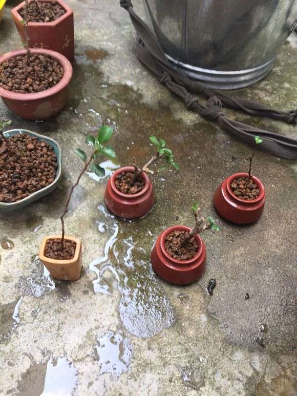 长寿梅下山桩扦插一月多生根了 图片