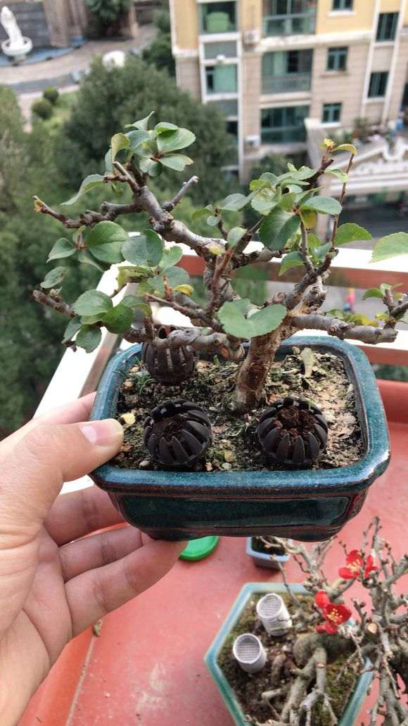 长寿梅下山桩拇指盆怎么养护 图片