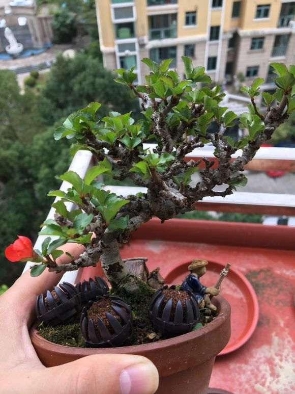 长寿梅下山桩拇指盆怎么养护 图片