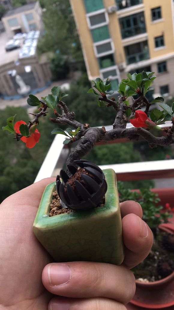 长寿梅下山桩拇指盆怎么养护 图片