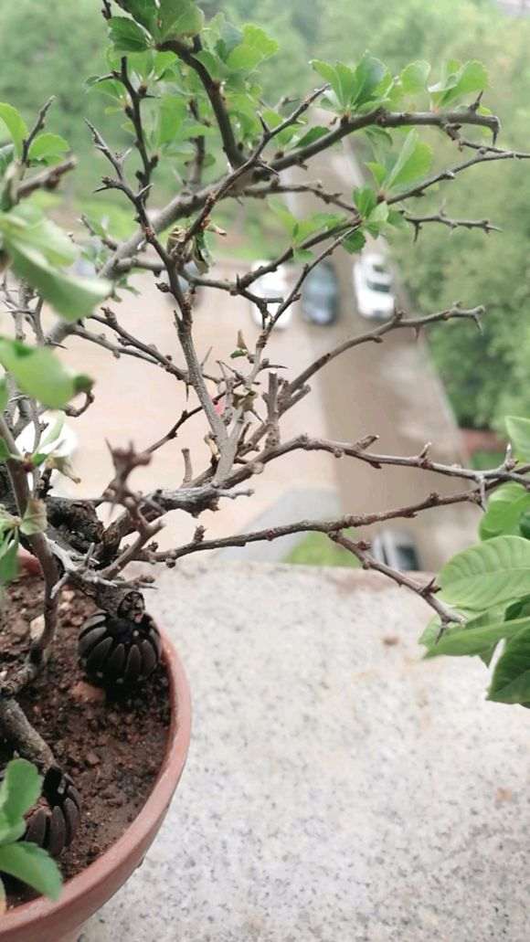 长寿梅下山桩叶子干枯 怎么办 图片