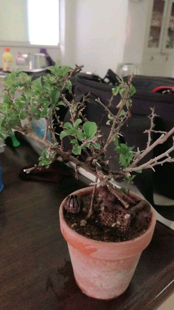 长寿梅下山桩叶子干枯 怎么办 图片