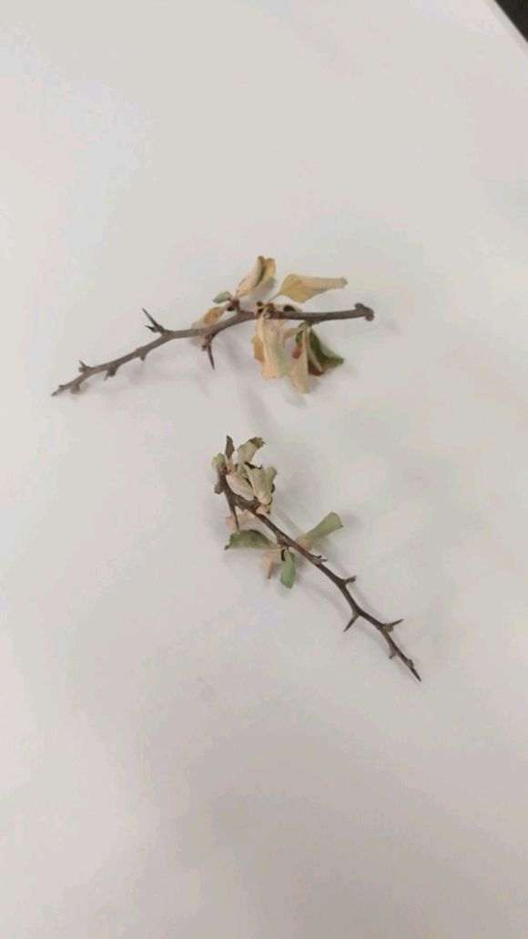 长寿梅下山桩叶子干枯 怎么办 图片