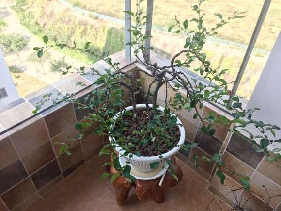 长寿梅下山桩叶子干枯 怎么办 图片