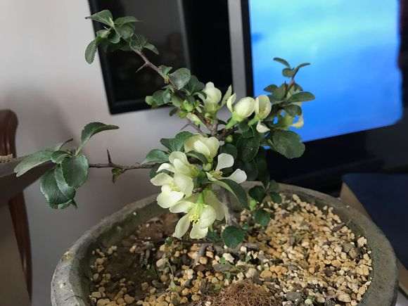 白花长寿梅下山桩 不开红花 怎么办