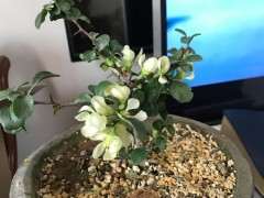 白花长寿梅下山桩 不开红花 怎么办