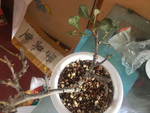 长寿梅下山桩是什么问题 要死了 图片