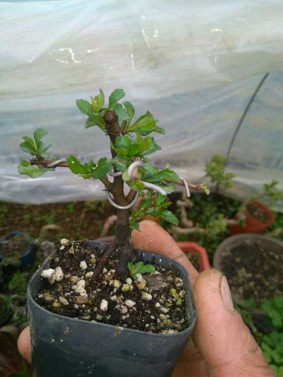 长寿梅下山桩什么时候重剪 最好 图片