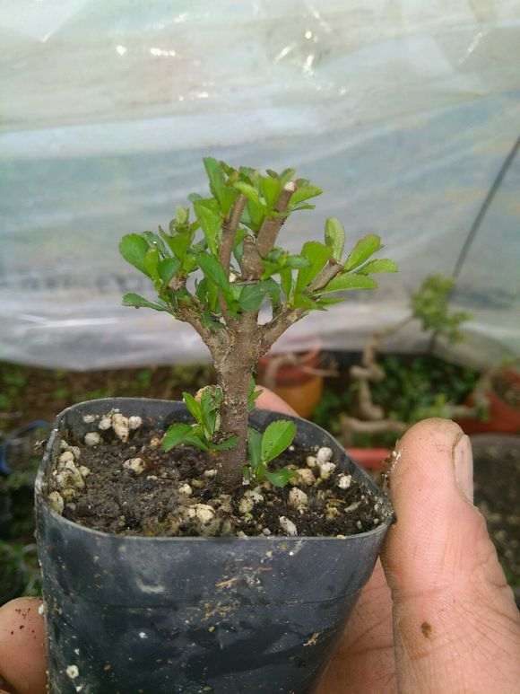 长寿梅下山桩什么时候重剪 最好 图片