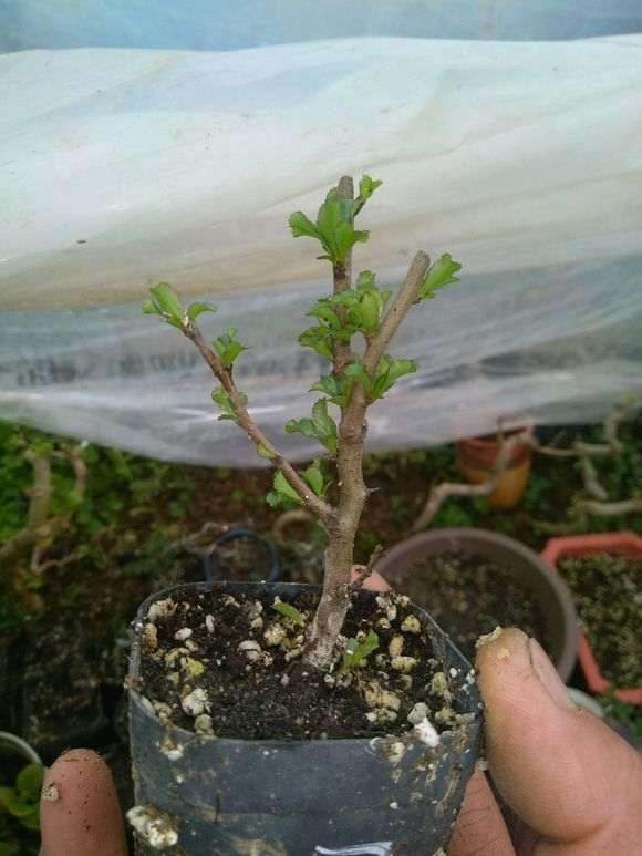 长寿梅下山桩什么时候重剪 最好 图片