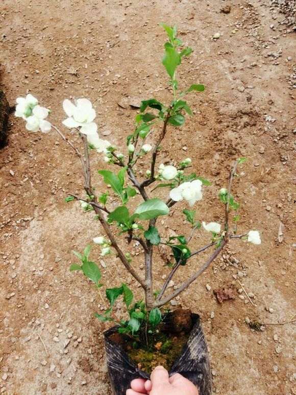 长寿梅下山桩是怎么配土的方法 图片