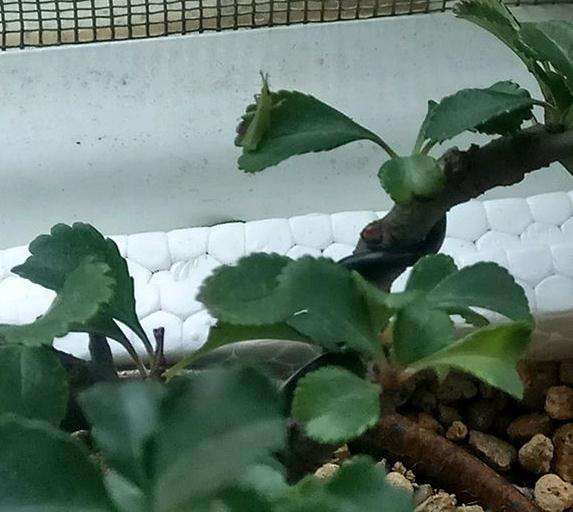 长寿梅下山桩得了什么虫子 怎么办 图片