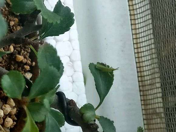 长寿梅下山桩得了什么虫子 怎么办 图片