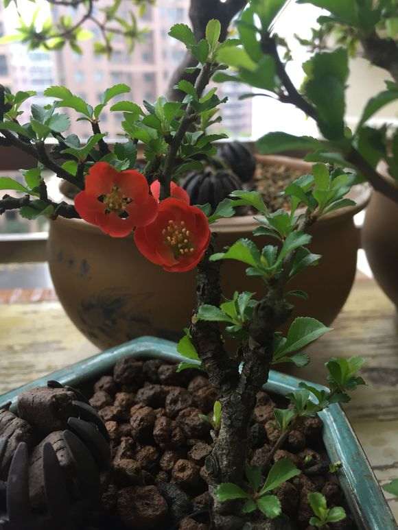 长寿梅下山桩怎么暴皮的方法 图片