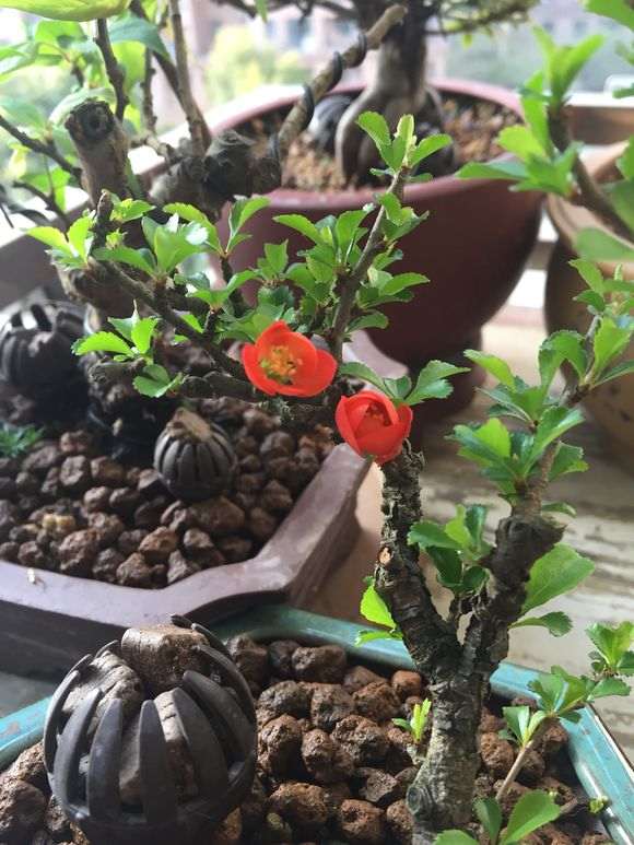 长寿梅下山桩怎么暴皮的方法 图片