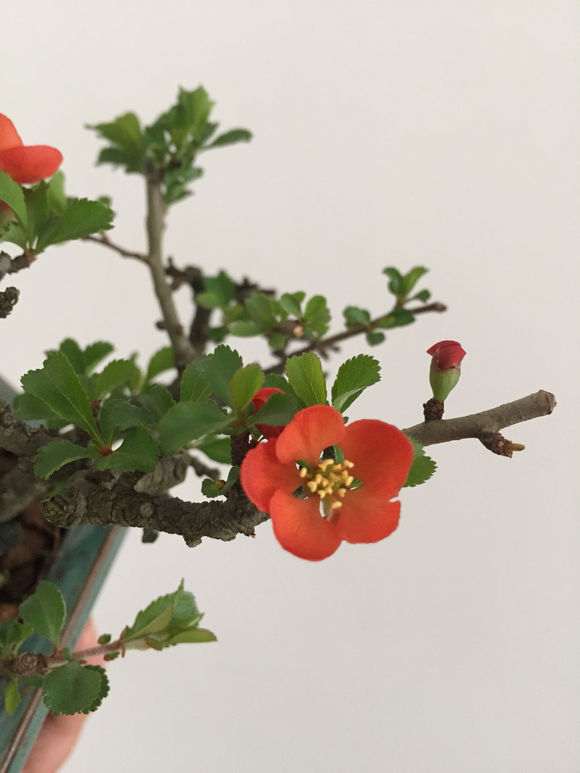 长寿梅下山桩怎么暴皮的方法 图片