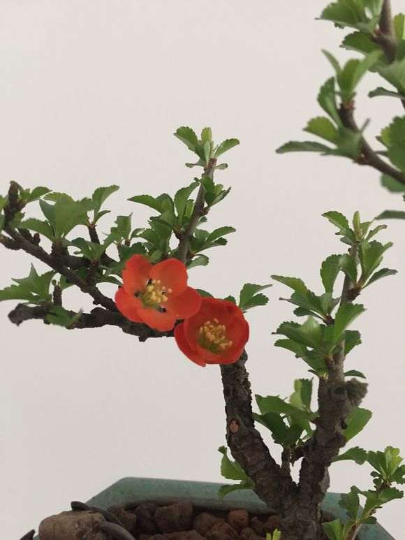 长寿梅下山桩怎么暴皮的方法 图片