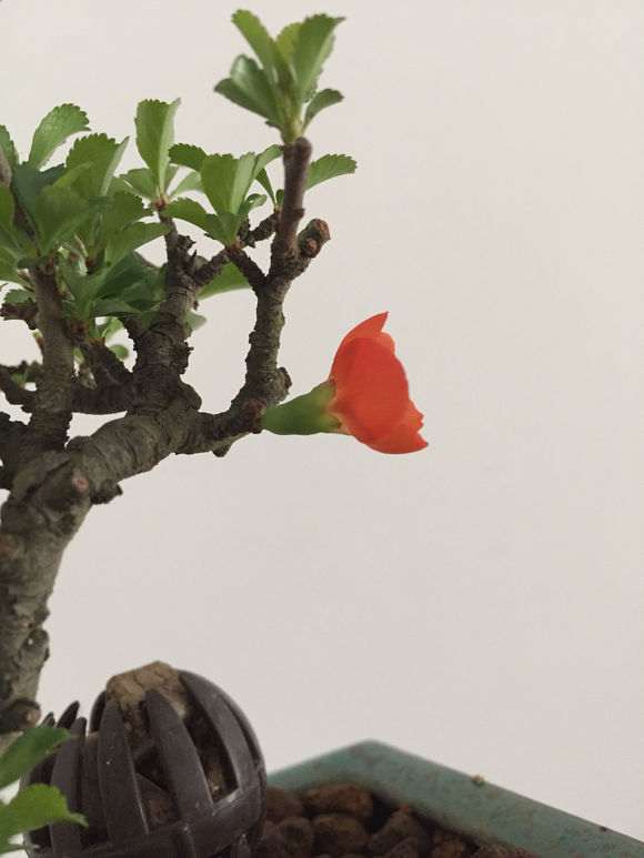 长寿梅下山桩怎么暴皮的方法 图片