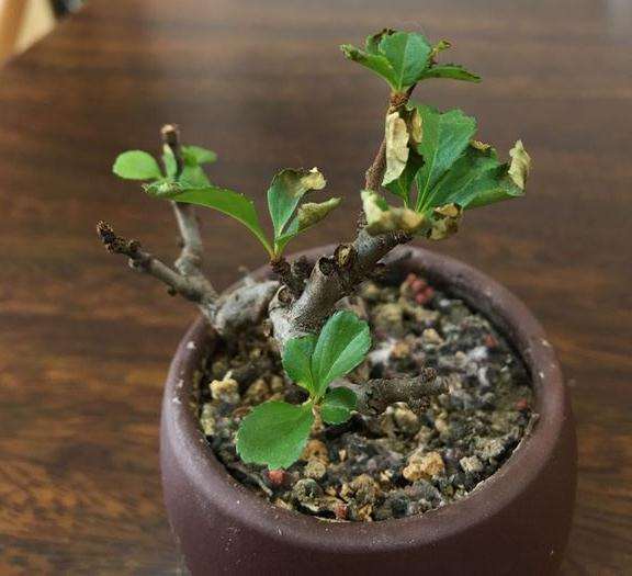 为什么日本长寿梅下山桩 枯萎 图片