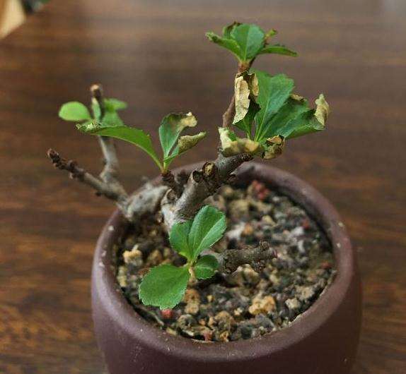 长寿梅下山桩晒了 叶子卷曲 怎么办 图片