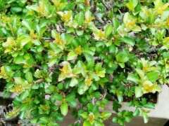 红花长寿梅下山桩怎么摘叶修剪 图片