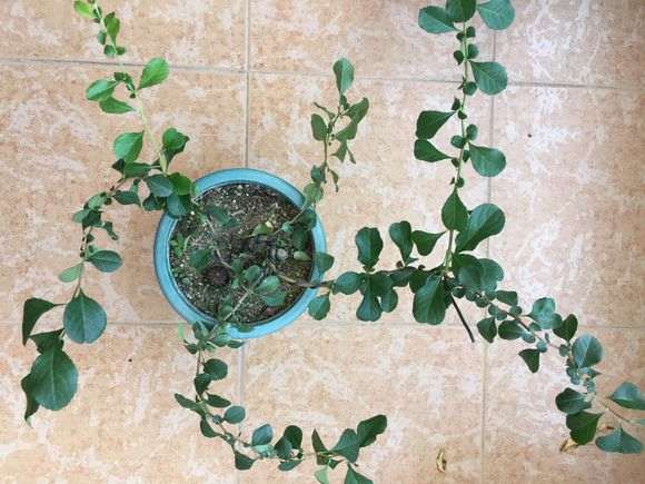 长寿梅下山桩怎么蟠扎扭枝的方法 图片