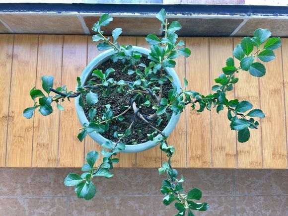 长寿梅下山桩怎么蟠扎扭枝的方法 图片