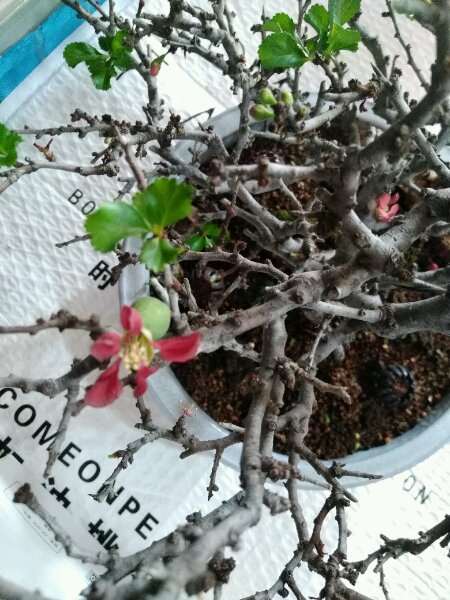 长寿梅下山桩怎么摘花留果的方法 图片