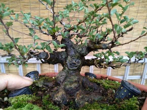 长寿梅下山桩怎么摘花留果的方法 图片