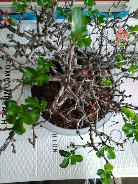 长寿梅下山桩怎么摘花留果的方法 图片